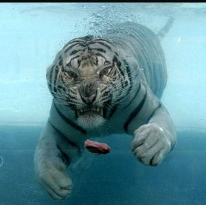 Meet your Posher, Troy